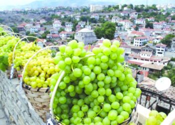 Dünyanın En Narin Üzümü Safranbolu’da Hasat Ediliyor